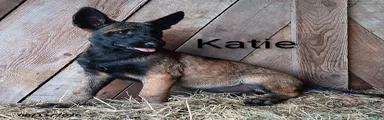 Katie