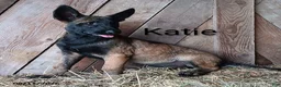 Belgian Malinois dogs for sale: Katie - Ad 1