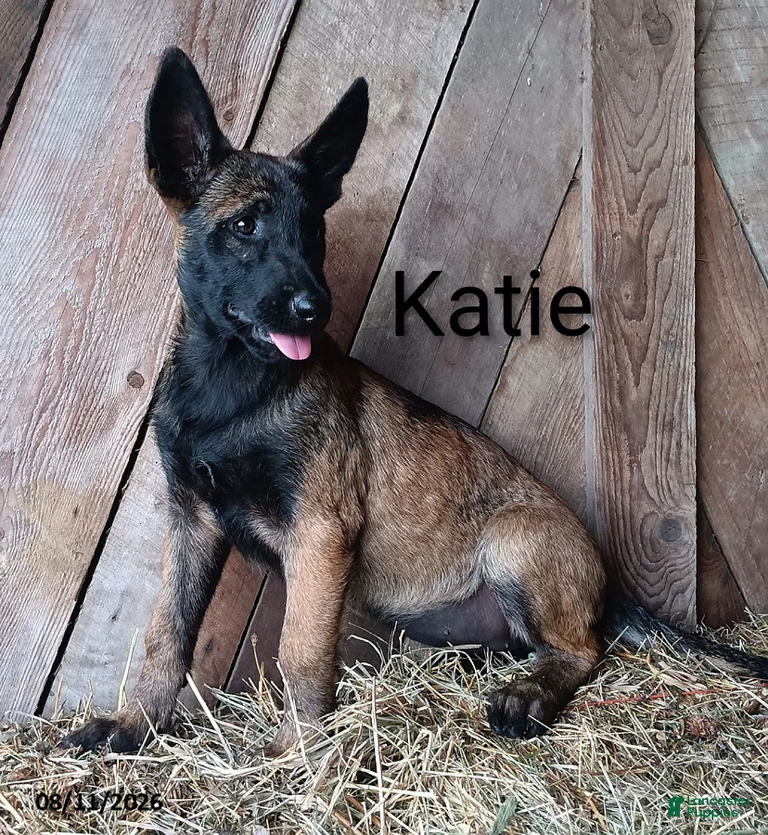Belgian Malinois dogs for sale: Katie - Ad 1