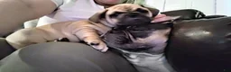 Frug dogs for sale: Frug Puppy 1 - Ad 2