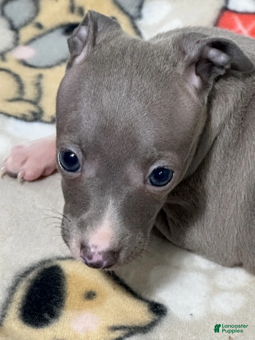 Italian Greyhound dogs for sale: Bandit - Ad 4