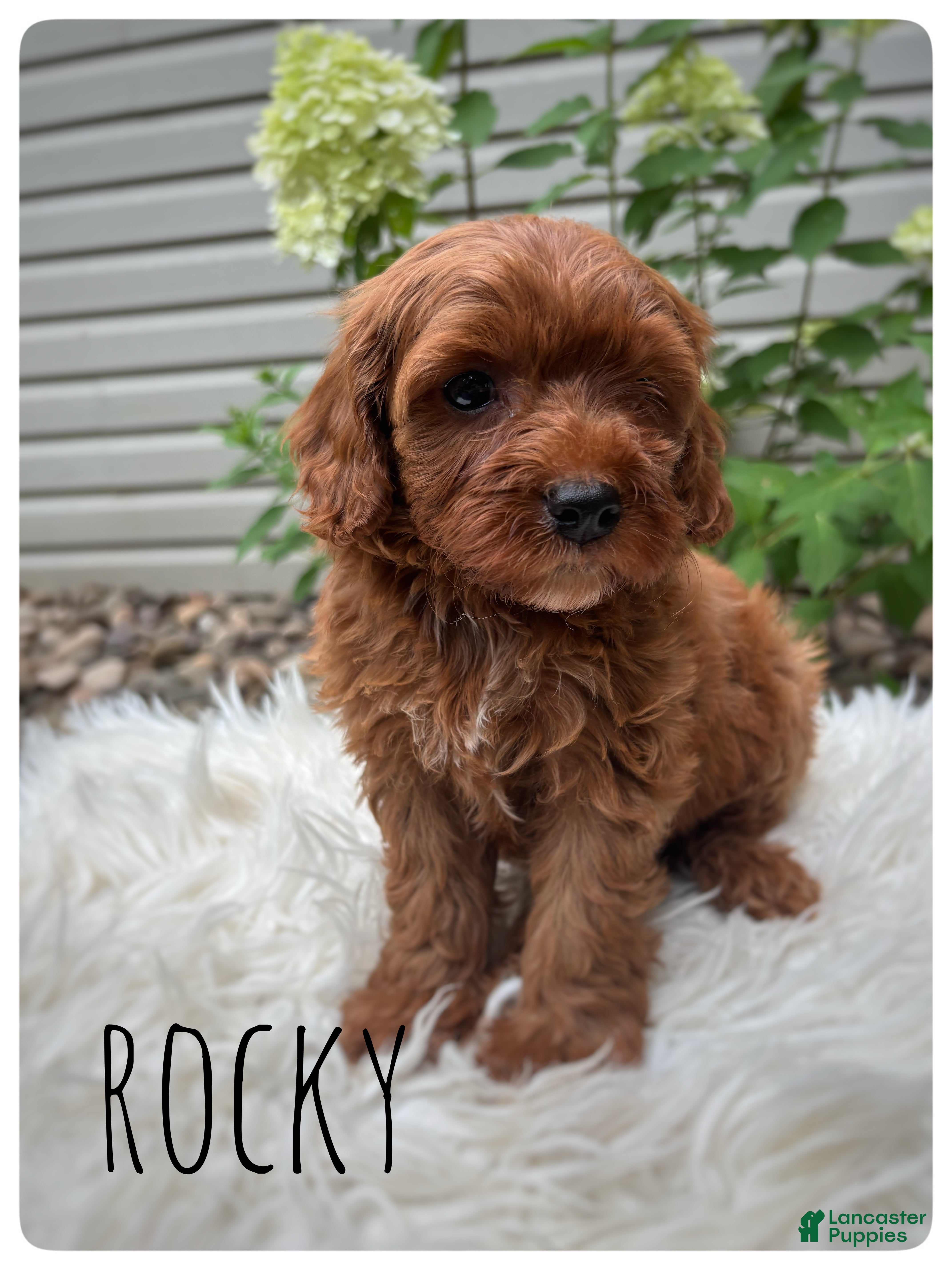 Cavapoo dogs Rocky - Ad 2