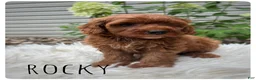Cavapoo dogs for sale: Rocky - Ad 2