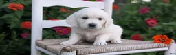 Golden Retriever dogs for sale: Bitsy - Ad 4