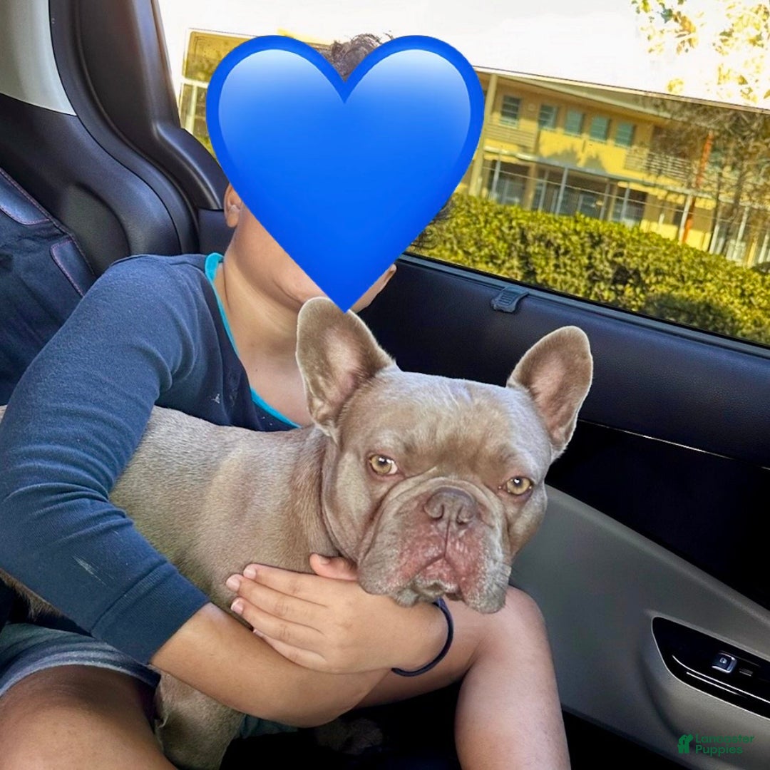 French Bulldog dogs for sale: Enzo - Ad 12