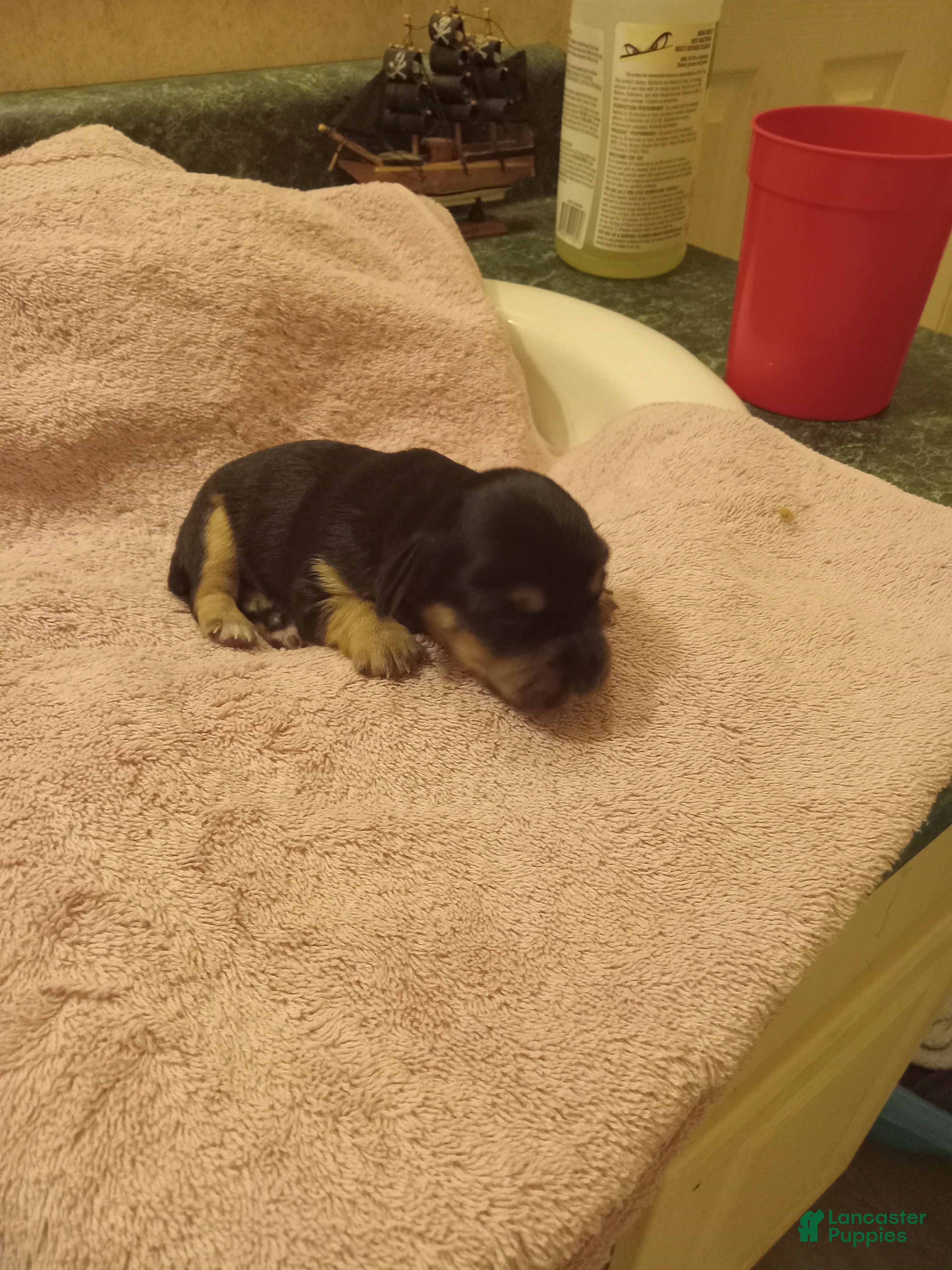 Dachshund
