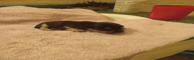 Dachshund 1
