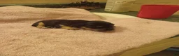 Dachshund dogs for sale: Dachshund 1 - Ad 1