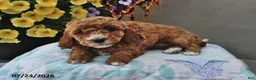 Cavapoo dogs for sale: Diamond - Ad 3