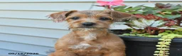 Jackapoo dogs for sale: SPECIAL NEEDS Janet - Ad 3