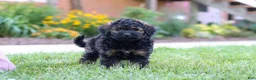 Bernedoodle dogs for sale: Sammy - Ad 3