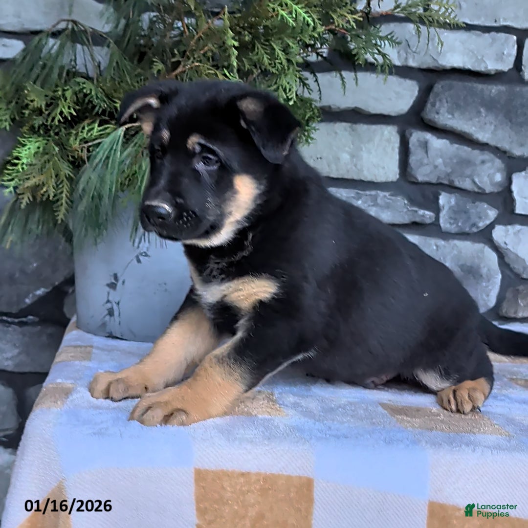 German Shepherd dogs for sale: Buddy - Ad 3