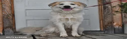 Mixed Breed dogs for sale: Samuel - Ad 6