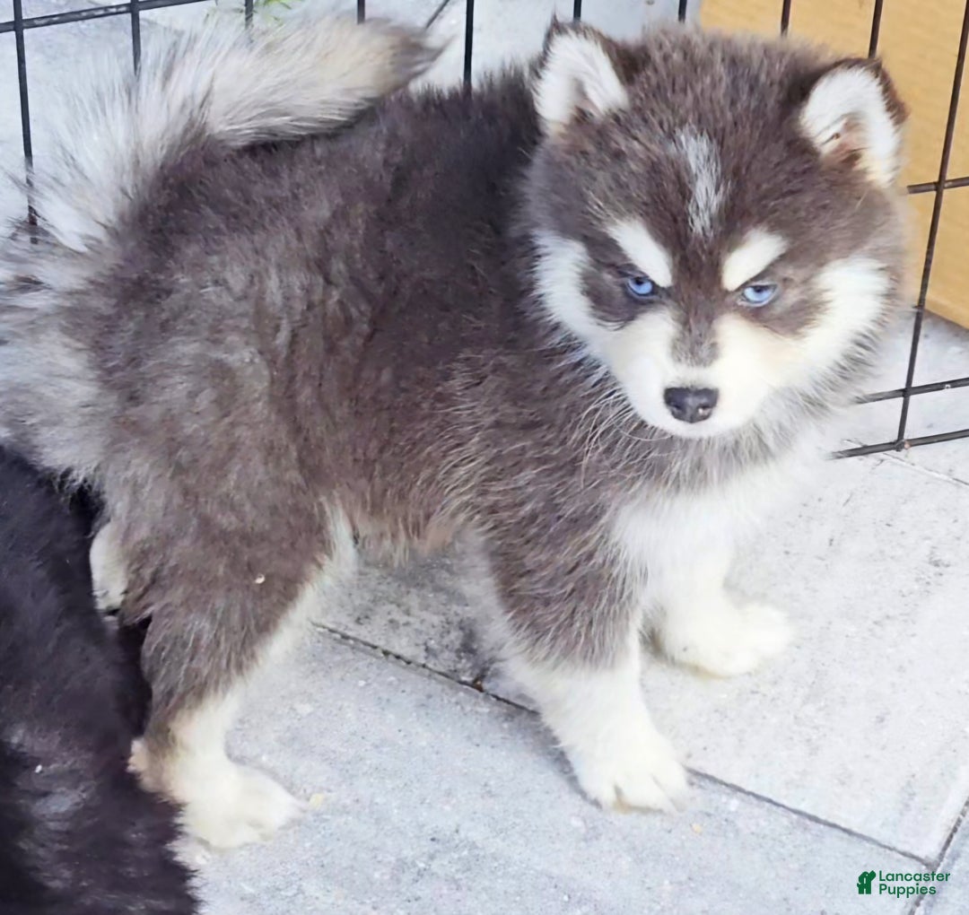 Pomsky dogs for sale: Blue Cloud - Ad 3
