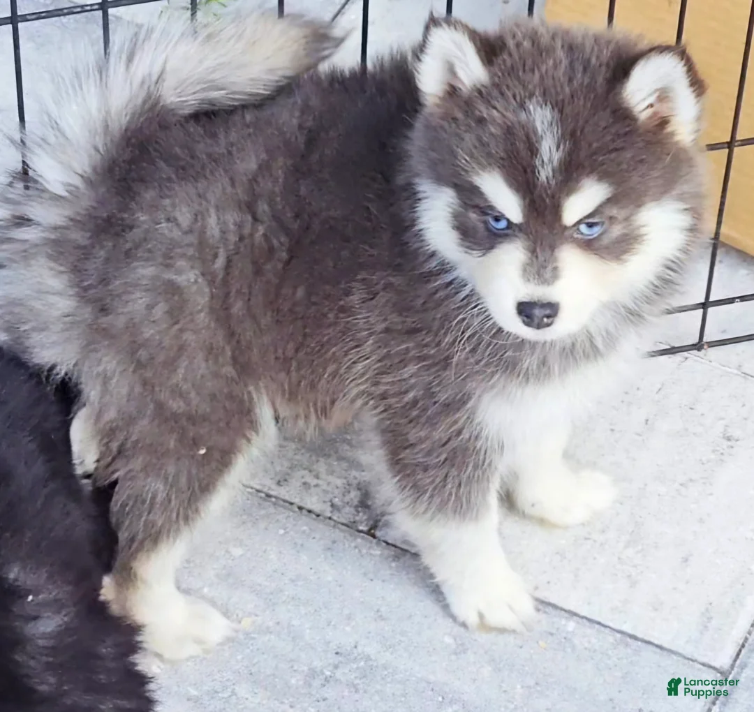 Pomsky dogs for sale: Blue Cloud - Ad 3