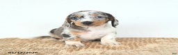 Miniature Dachshund dogs for sale: Delilah - Ad 2