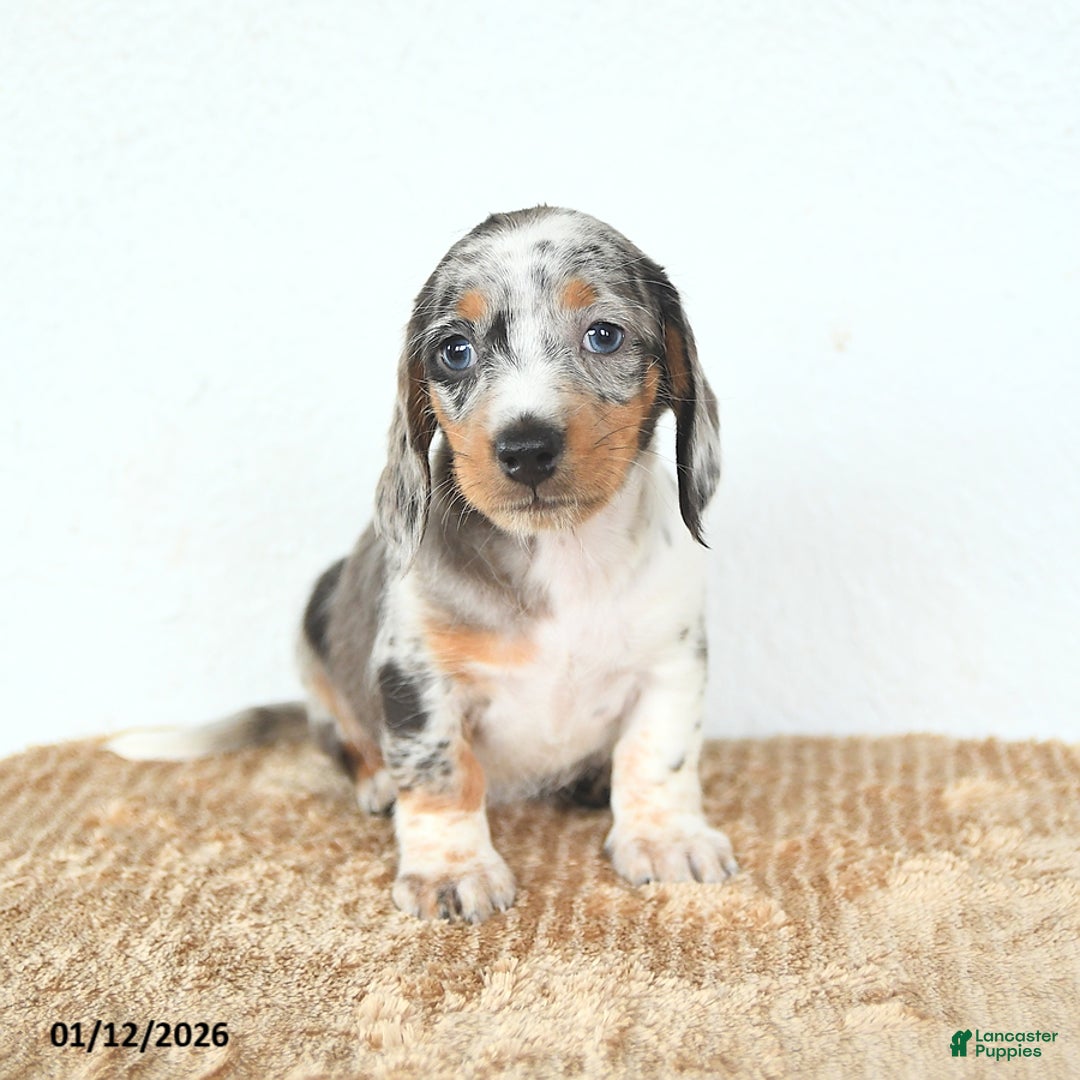 Miniature Dachshund dogs for sale: Delilah - Ad 2