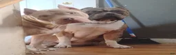 American Bully dogs for sale: American Bully Puppy 1 - Ad 12