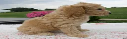 Aussiedoodle dogs for sale: Arrow - Ad 3