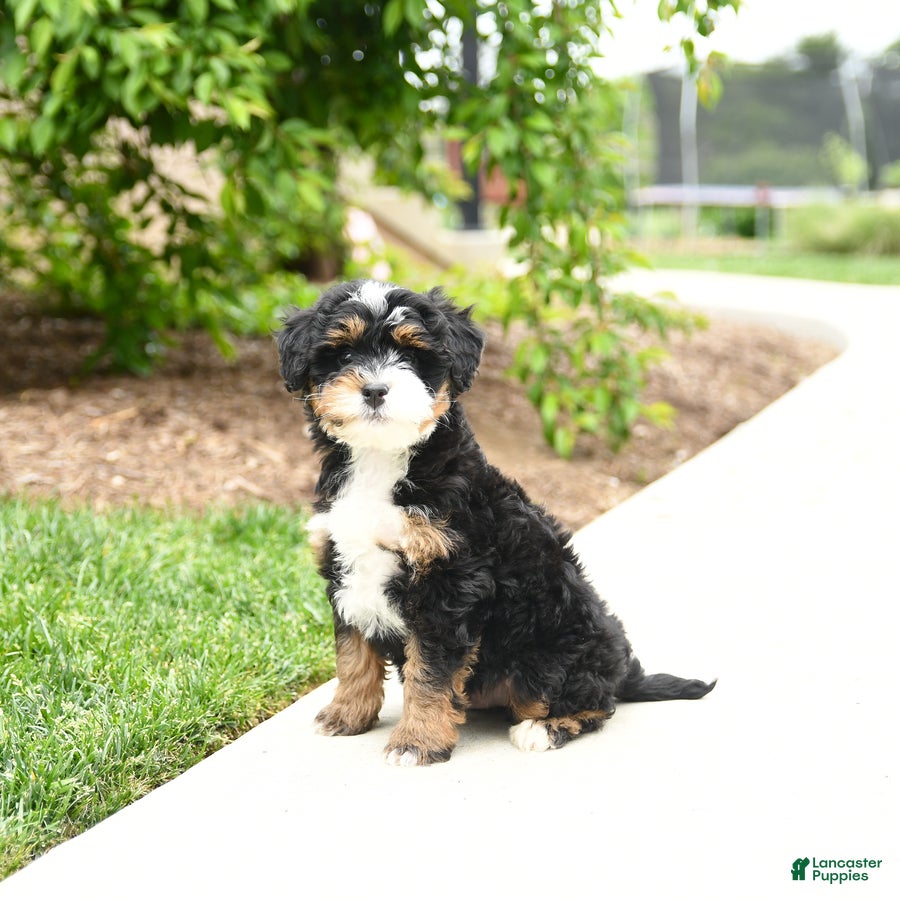 Bernedoodle dogs Cooper - Ad 1