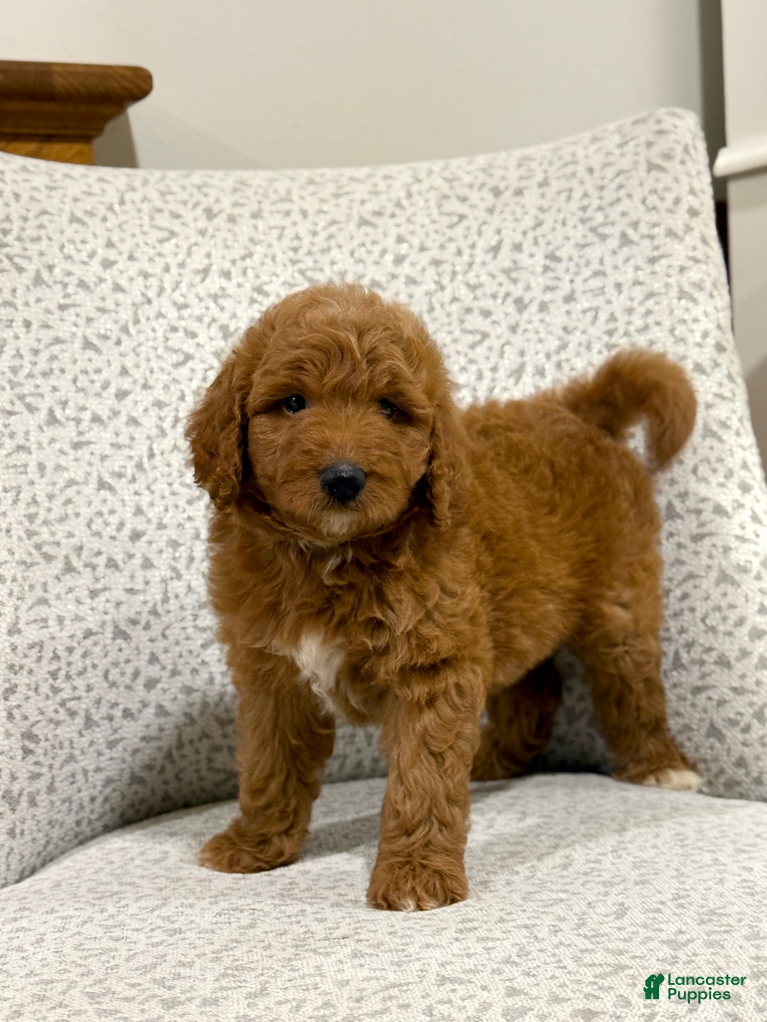 Goldendoodle dogs for sale: Pearl - Ad 11