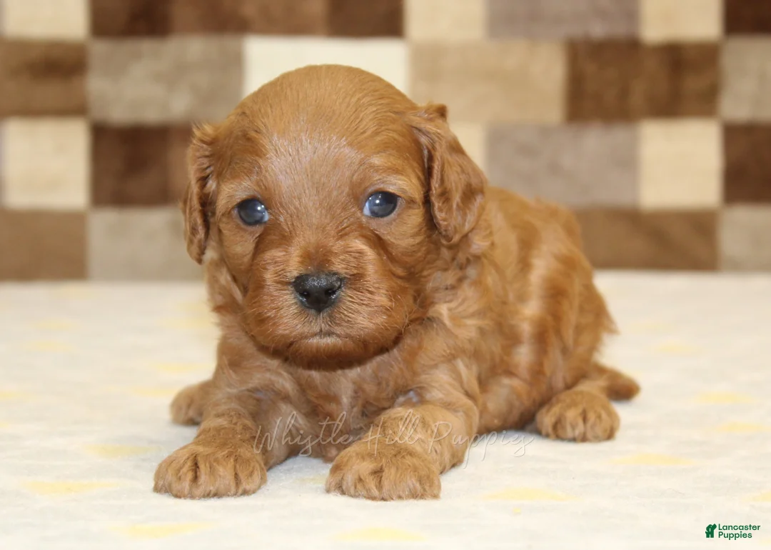 Cavapoo dogs for sale: Diego - Ad 2