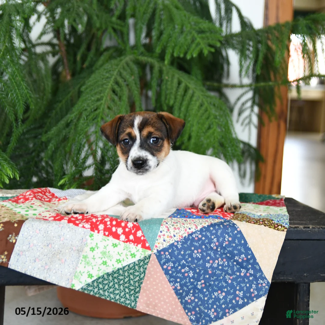 Jack Russell Terrier dogs for sale: Buster - Ad 3