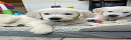 Golden Retriever dogs for sale: Cookies N Cream  - Ad 4