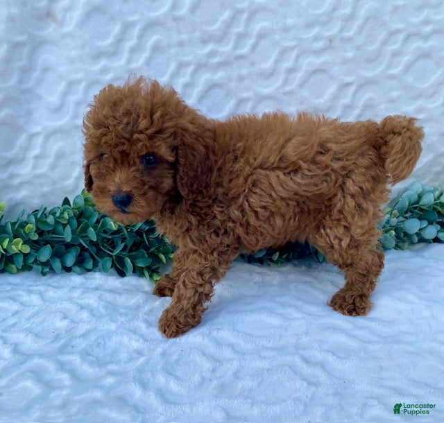 Miniature Poodle dogs Max - Ad 2
