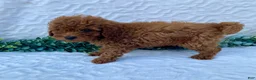 Miniature Poodle dogs for sale: Max - Ad 2