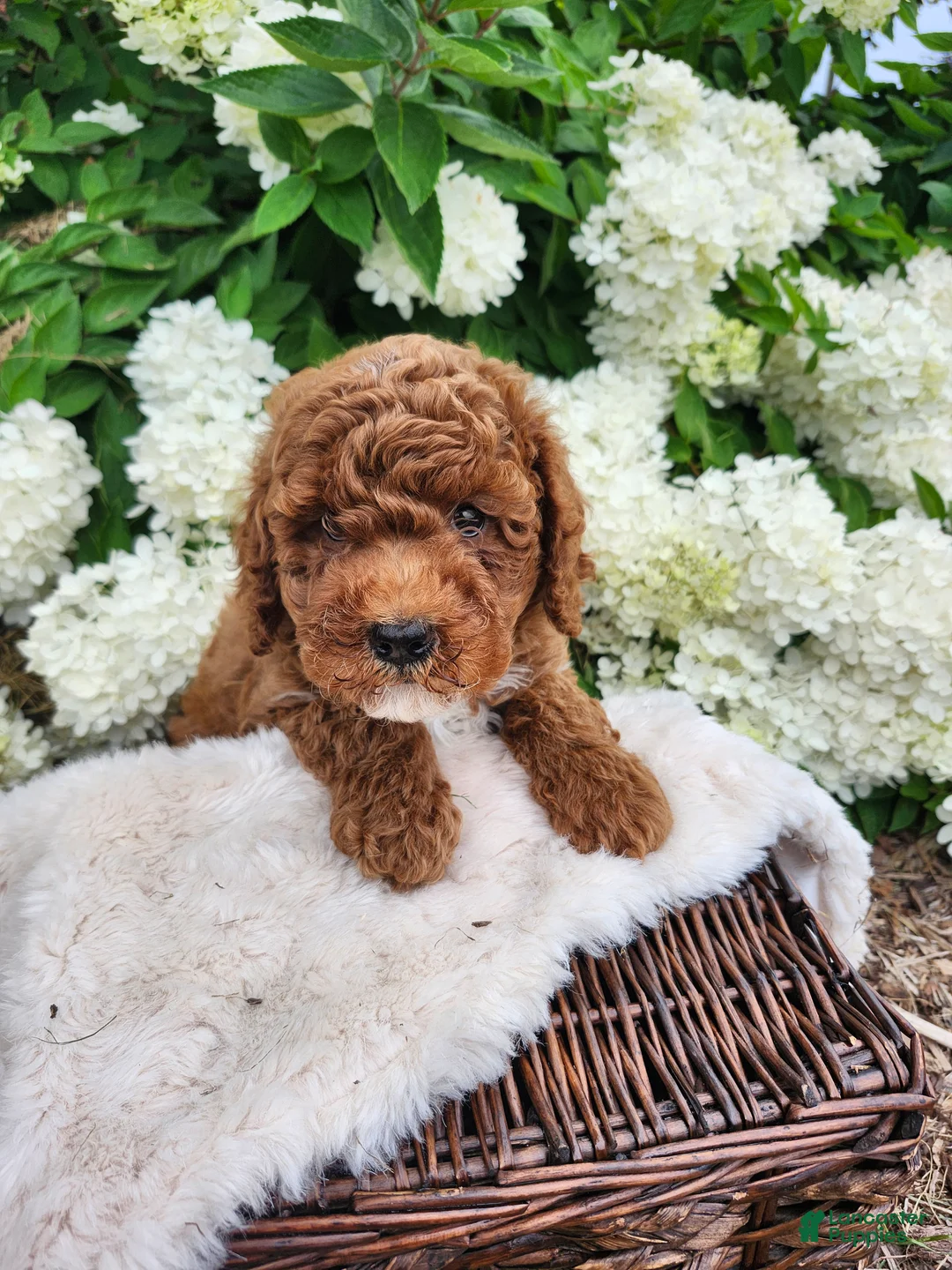 Miniature Poodle dogs for sale: Jazzy  - Ad 8
