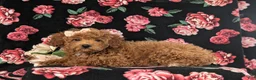Cockapoo dogs for sale: Tania Hypoallergenic - Ad 4