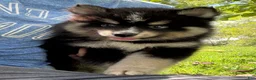 Pomsky dogs for sale: Thunder - Ad 5