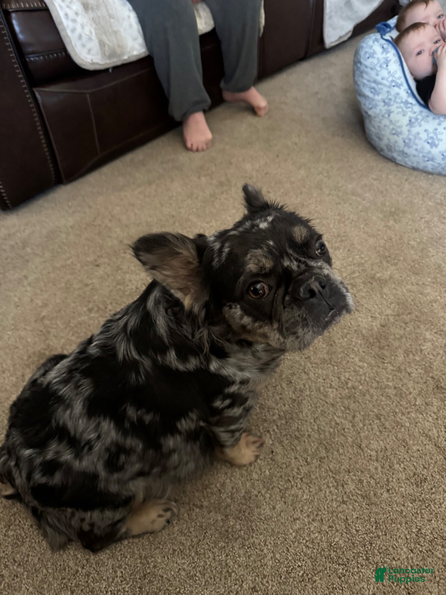 French Bulldog dogs Pluto - Ad 2