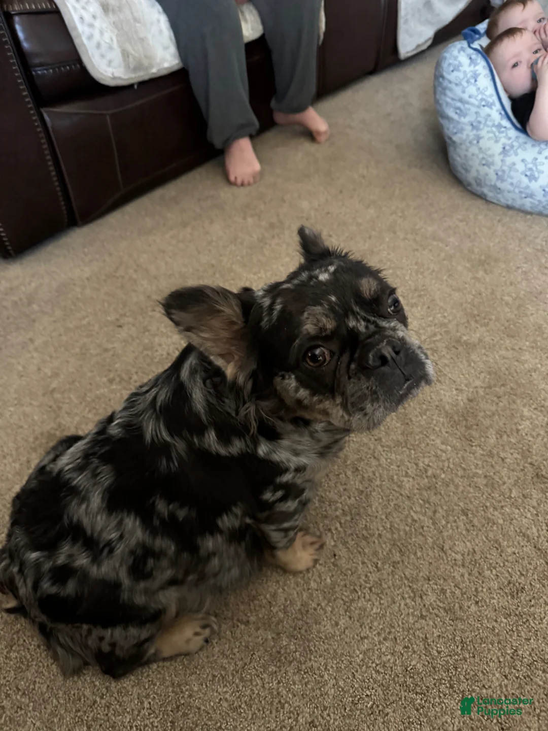 French Bulldog dogs for sale: Pluto - Ad 2