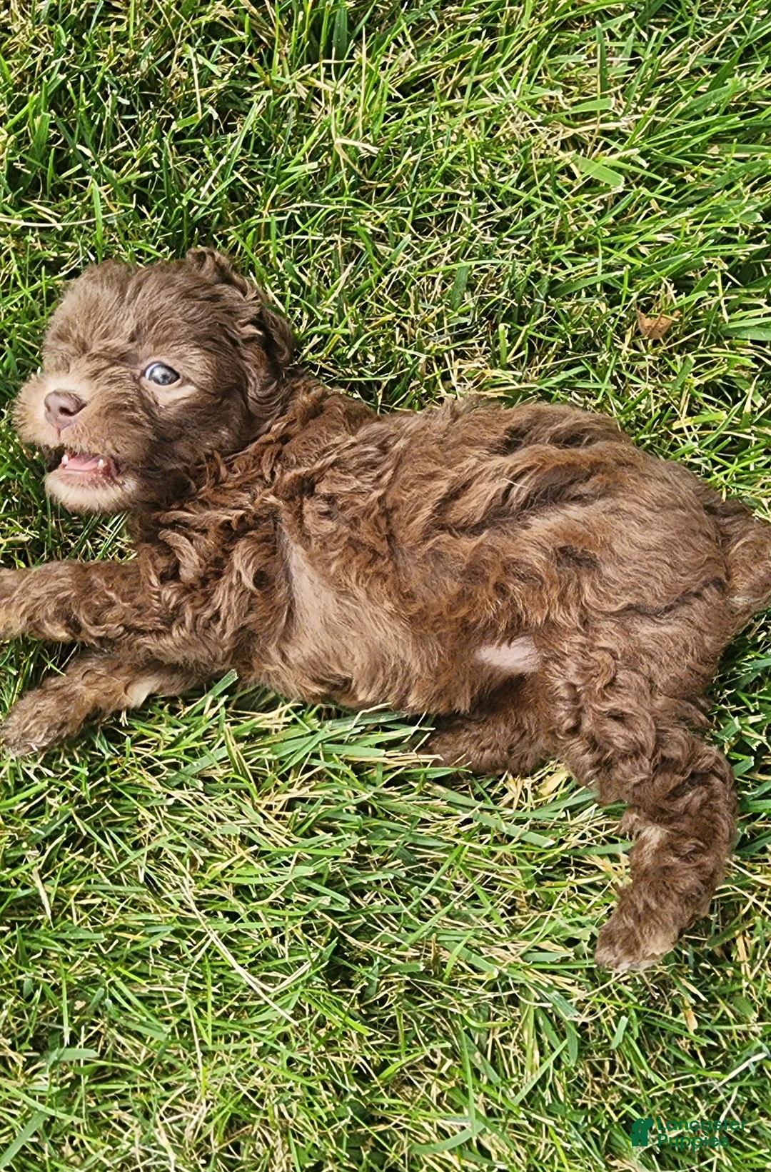 Mini Goldendoodle dogs for sale: Kaley - Ad 2