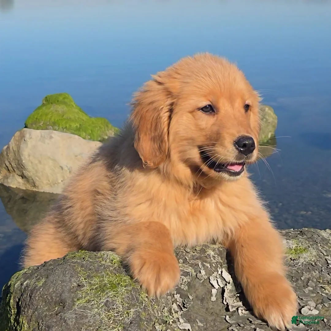 Golden Retriever dogs for sale: Golden Retriever Puppy 2 - Ad 1