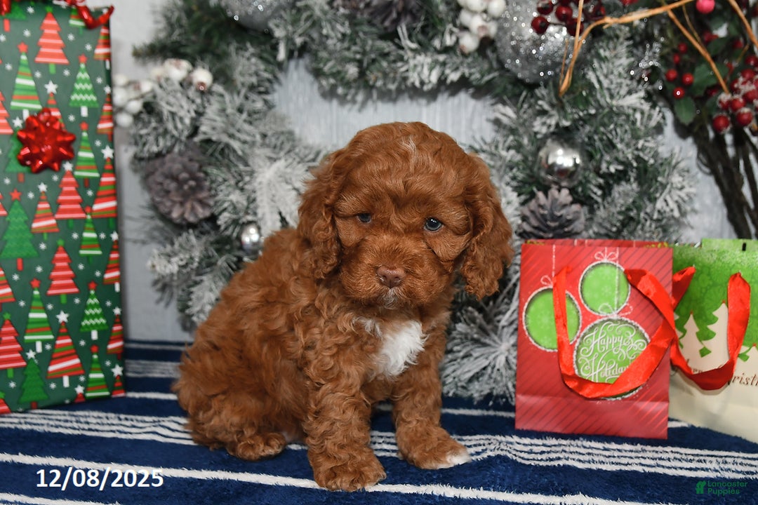 Cockapoo dogs for sale: Isabelle - Ad 3