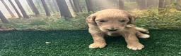 Goldendoodle dogs for sale: CHANEL  - Ad 12