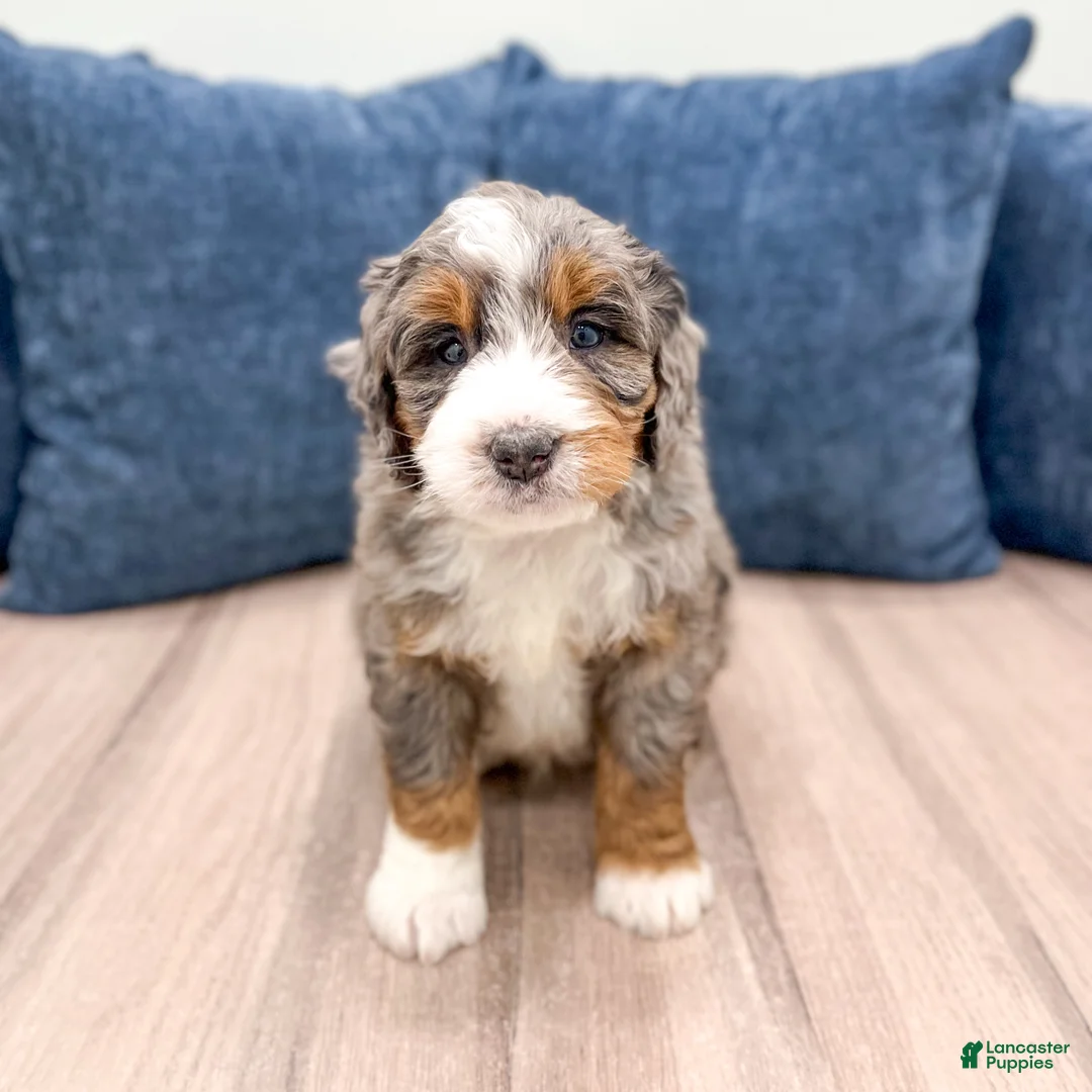 Mini Bernedoodle dogs for sale: Scout - Ad 1