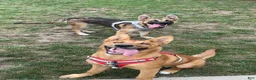 Mixed Breed dogs for sale: Leiley - Ad 2