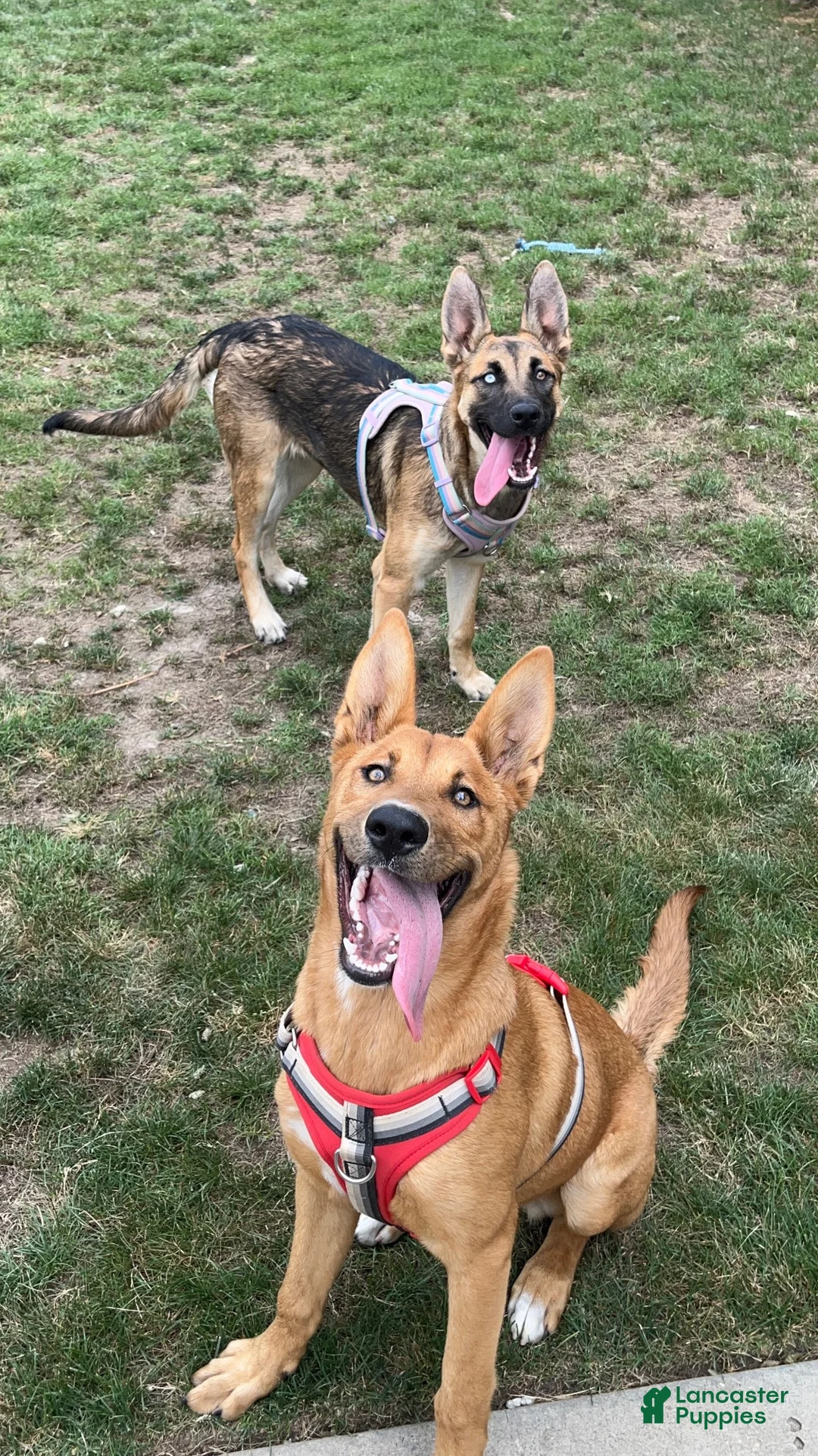 Mixed Breed dogs for sale: Leiley - Ad 2