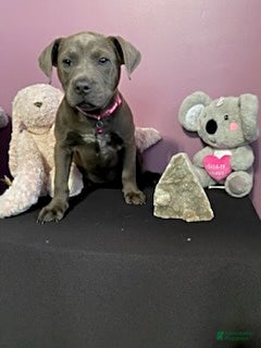 Mixed Breed dogs Mrs Brown - Ad 1