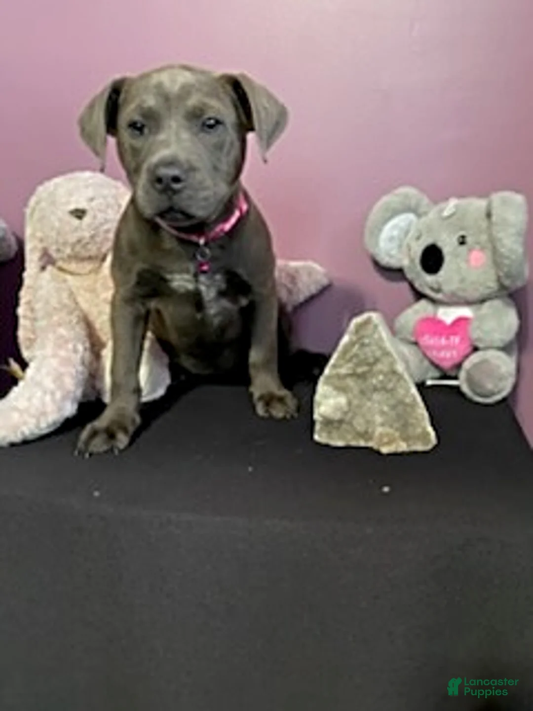 Mixed Breed dogs for sale: Mrs Brown - Ad 1