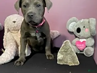 Mixed Breed dogs for sale: Mrs Brown - Ad 2