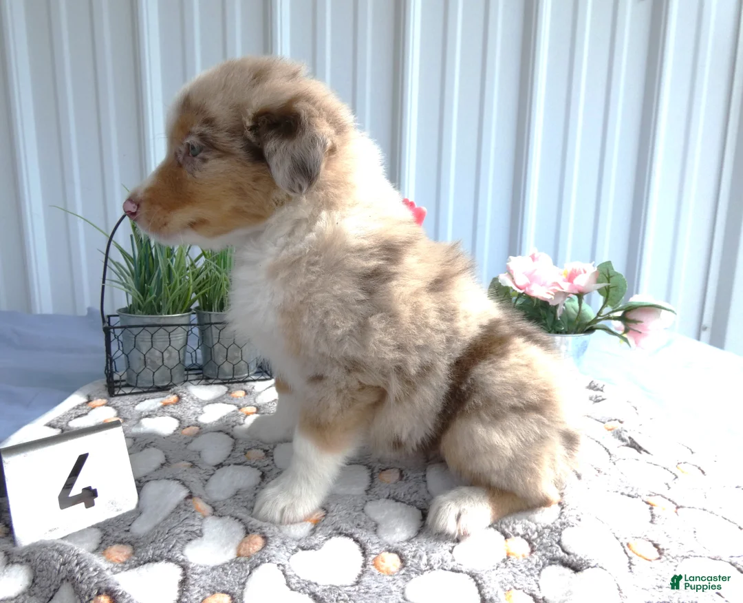 Miniature Australian Shepherd dogs for sale: Miniature Australian Shepherd 4 Myron - Ad 4