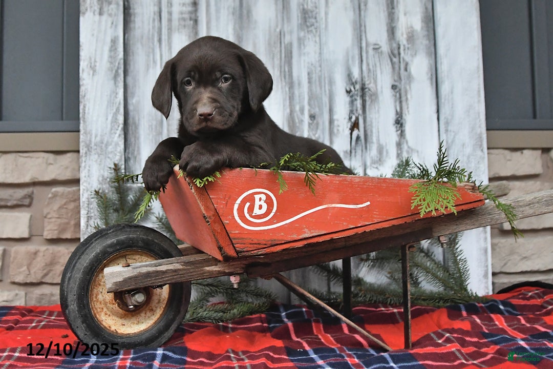 Labrador Retriever dogs for sale: Silas - Ad 4