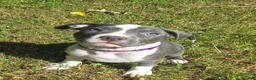 American Bully dogs for sale: Cassie Cage - Ad 1