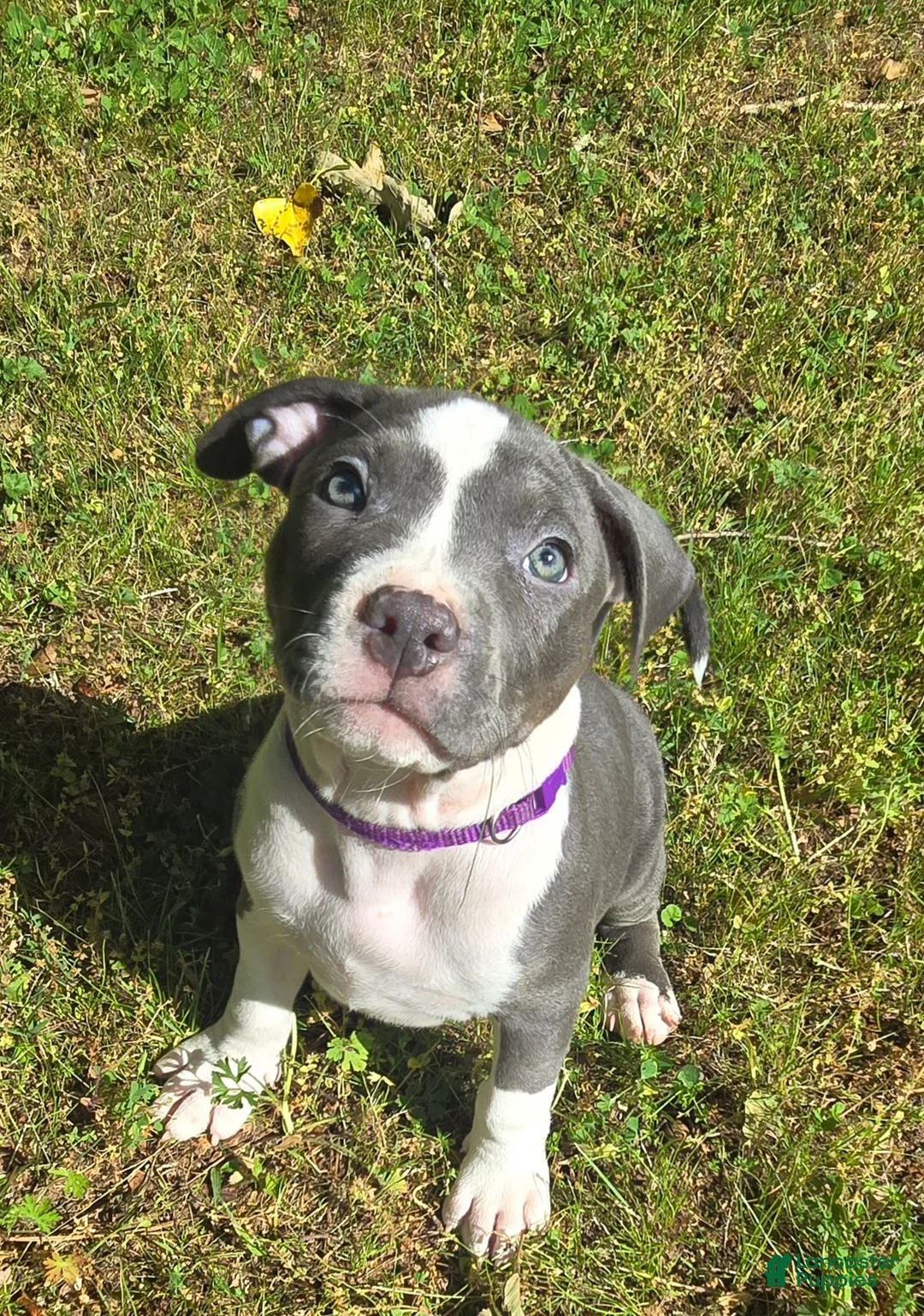 American Bully dogs for sale: Cassie Cage - Ad 1