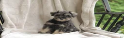 Miniature Schnauzer dogs for sale: Precious - Ad 4